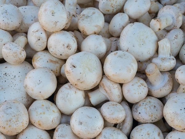 Champignons adaptogènes : votre allié bien-être en ligne